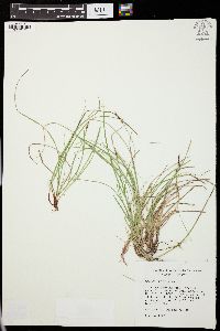 Carex lucorum image