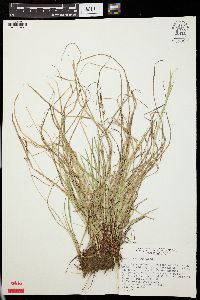 Carex lucorum image