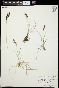 Carex lugens image