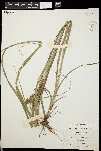 Carex lupuliformis image