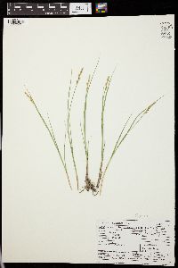 Carex mackenziei image