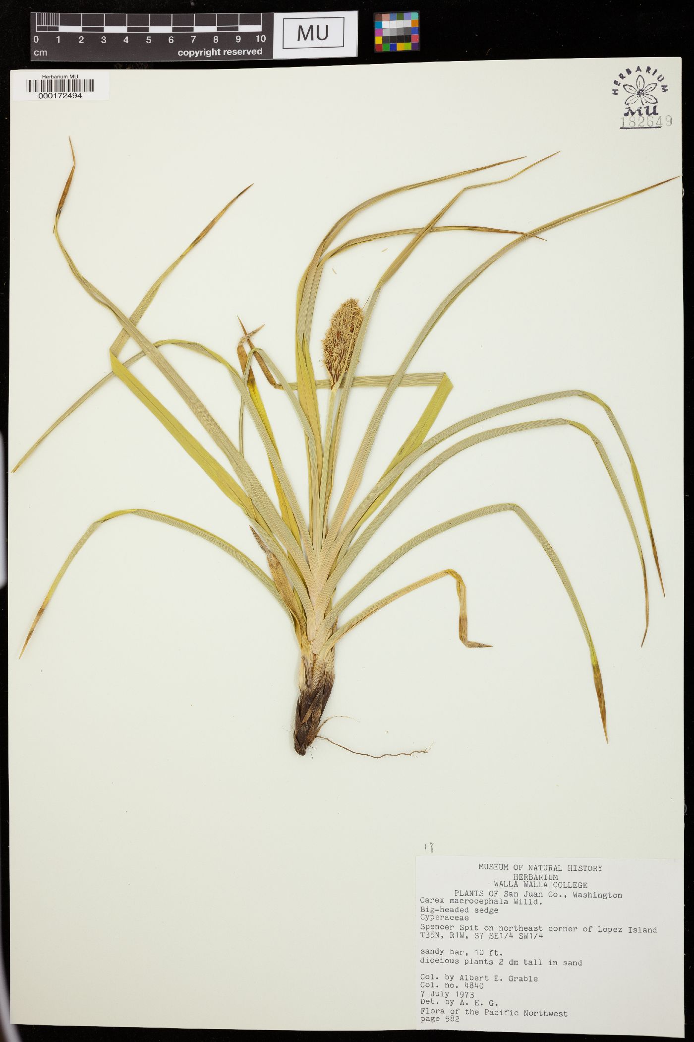 Carex macrocephala image