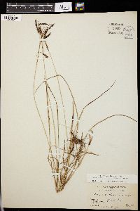 Carex macrochaeta image