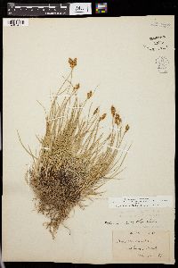 Carex praegracilis image