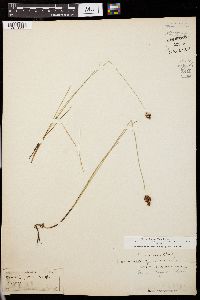 Carex gayana image