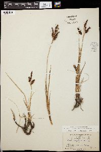 Carex maritima image