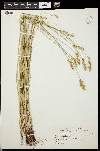 Carex merritt-fernaldii image