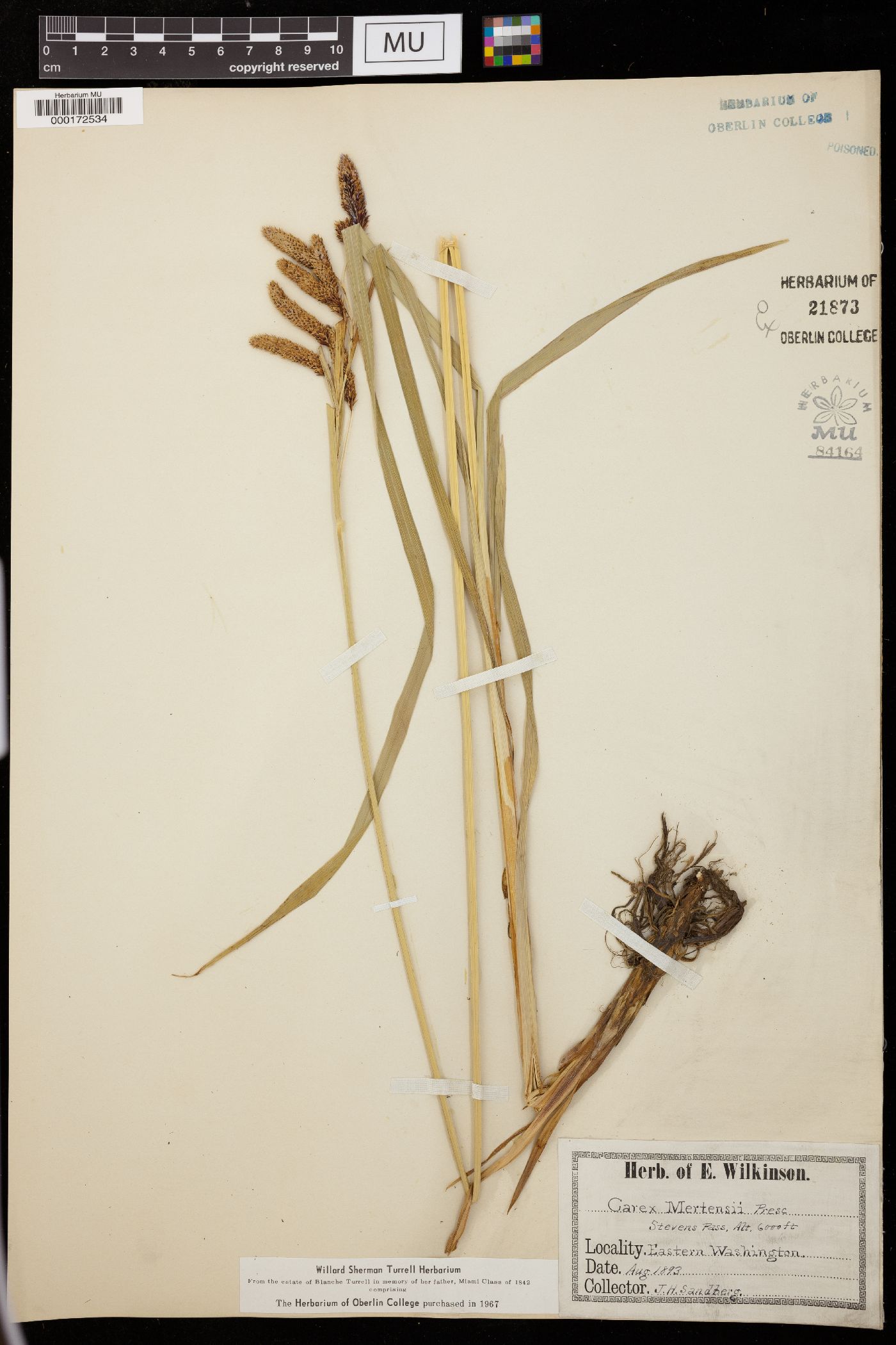 Carex mertensii image