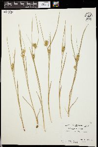 Carex michauxiana image