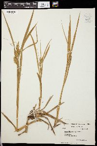 Carex michauxiana image