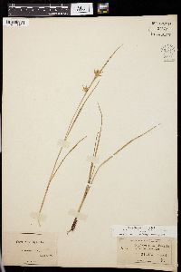 Carex rostrata image