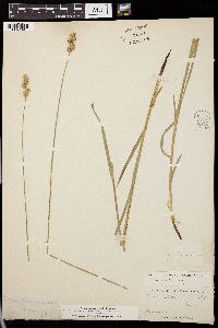 Carex saxatilis image