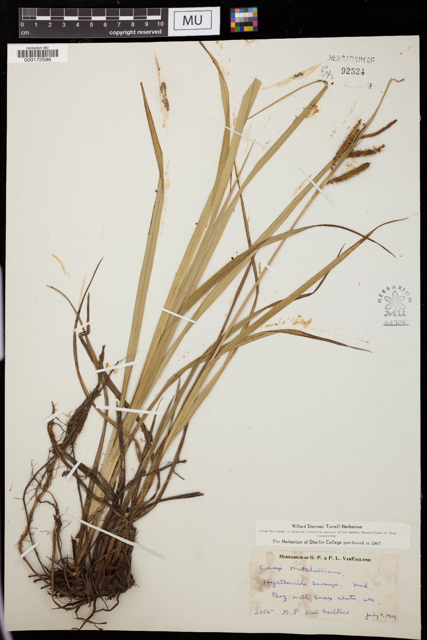 Carex mitchelliana image