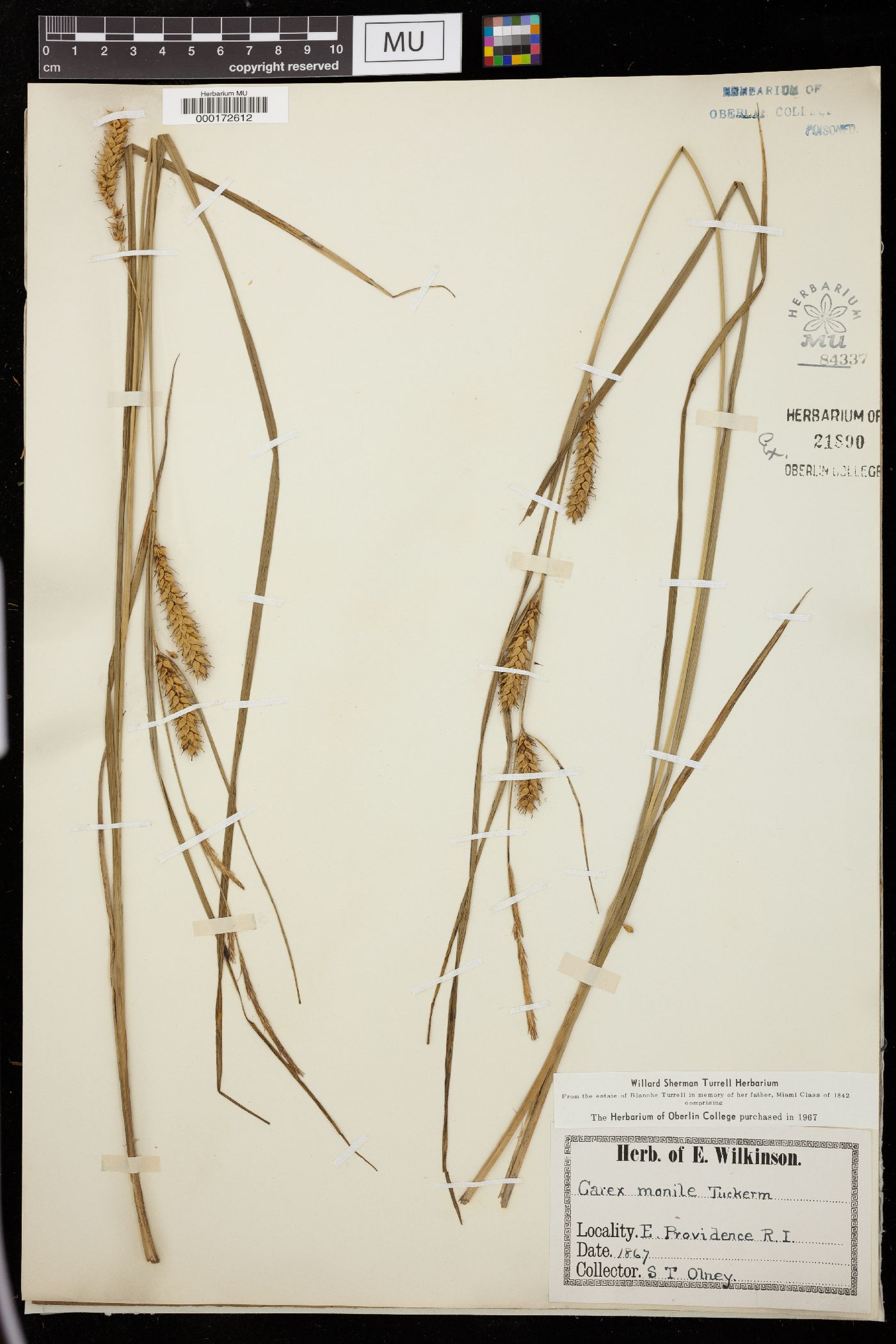 Carex monile image