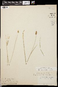 Carex muricata image