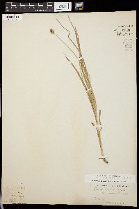 Carex muricata image