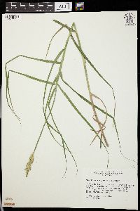 Carex muskingumensis image