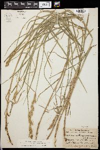 Carex muskingumensis image