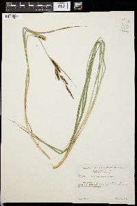 Carex nebraskensis image