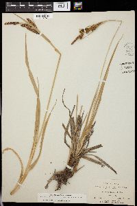 Carex nebraskensis image