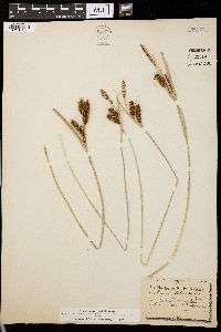 Carex nebraskensis image