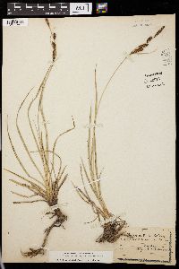 Carex nebraskensis image