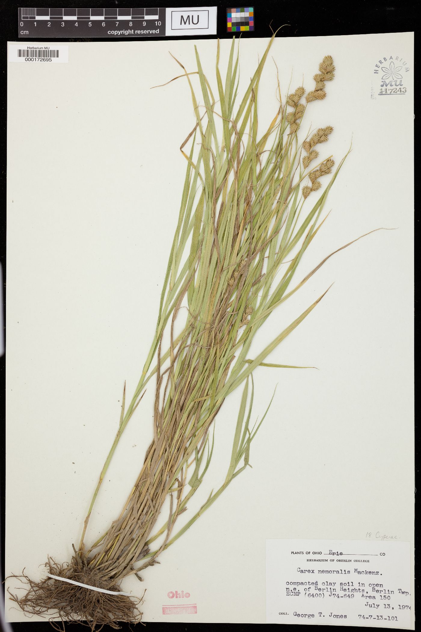 Carex nemoralis image