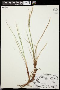 Carex nigra image