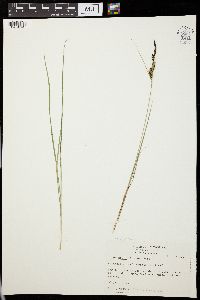 Carex nigra image