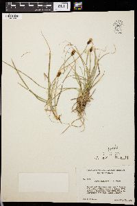 Carex nigricans image