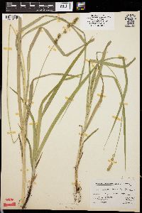 Carex normalis image