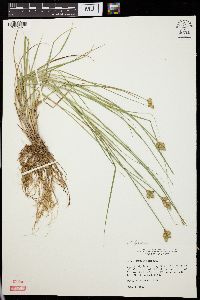 Carex normalis image