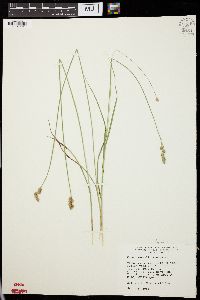 Carex normalis image