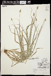 Carex normalis image