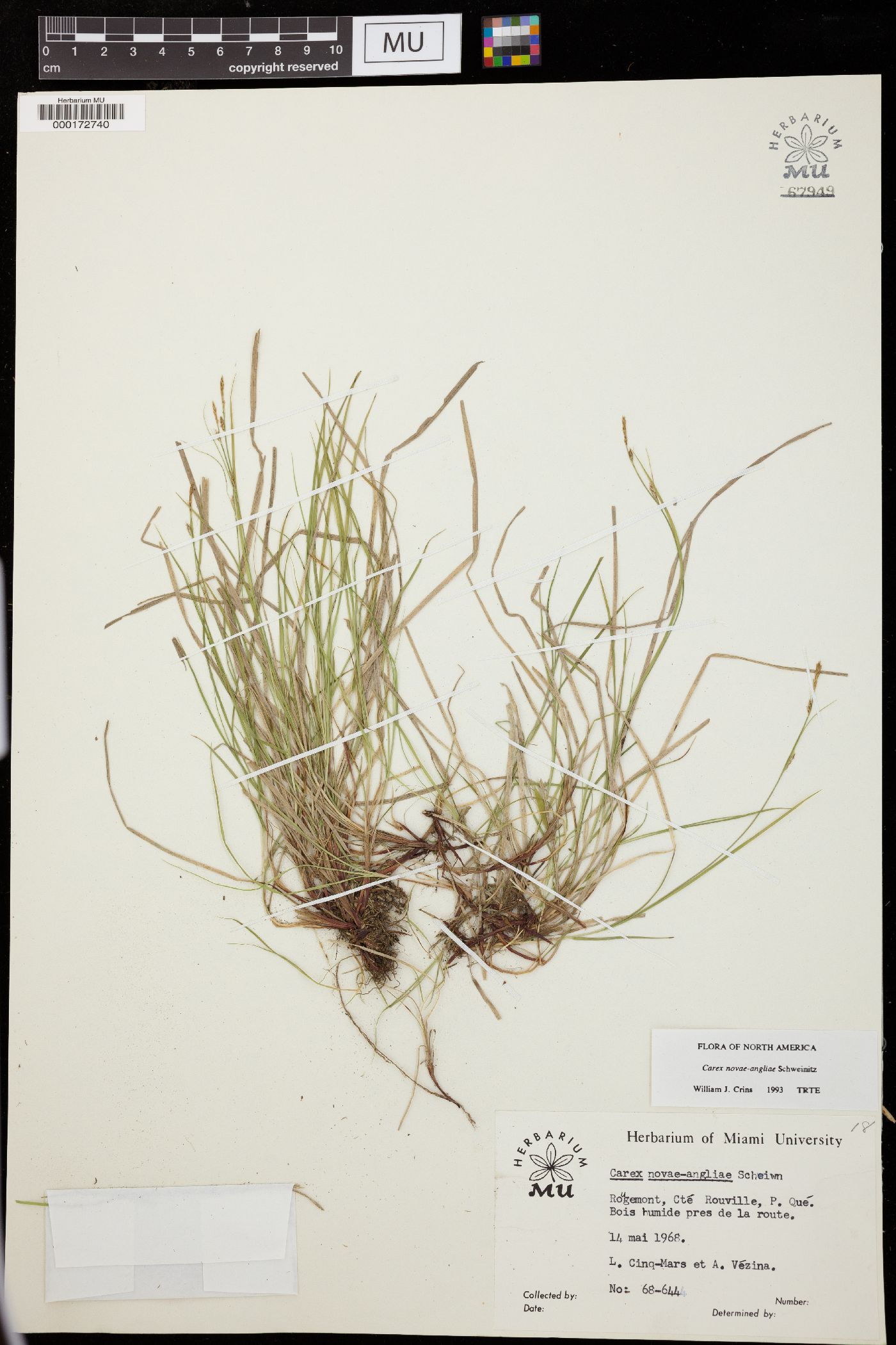 Carex novae-angliae image