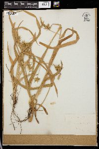 Carex oederi image