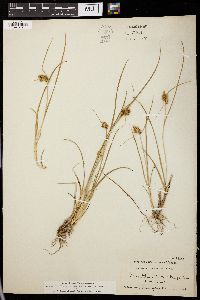 Carex oederi image