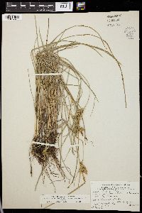 Carex oederi image