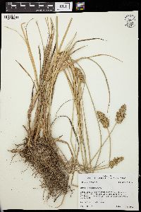 Carex oklahomensis image