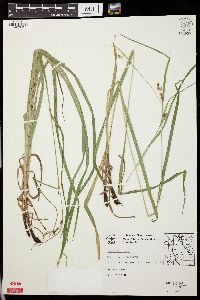 Carex oligocarpa image