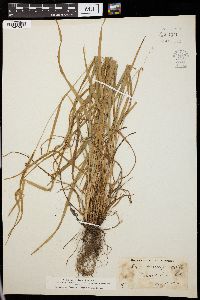 Carex oligocarpa image