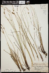 Carex oligosperma image