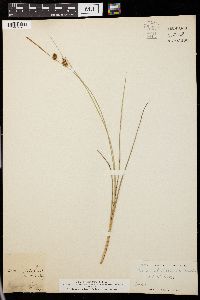 Carex oligosperma image