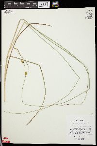 Carex oligosperma image