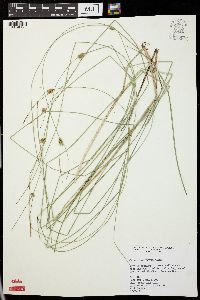 Carex oligosperma image