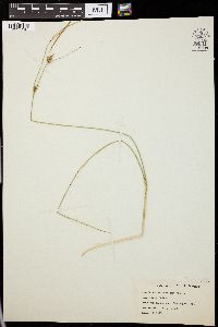 Carex oligosperma image