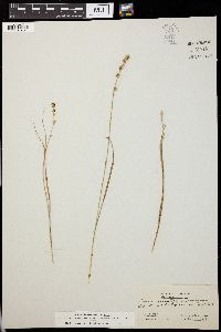 Carex ormantha image