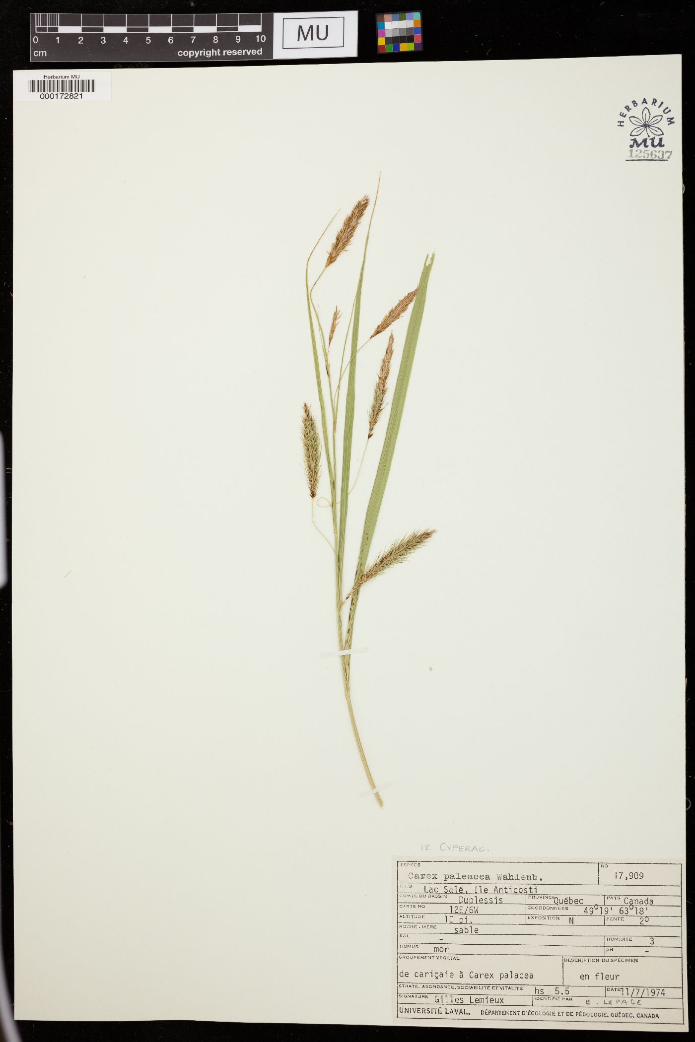 Carex paleacea image