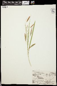 Carex paleacea image