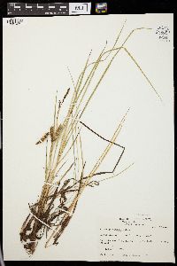 Carex paleacea image